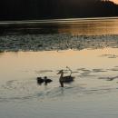 Kaczki na Jeziorze Sępoleńskim